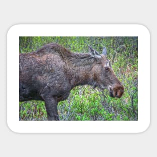 Moose Portrait Sticker